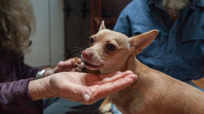 Woman gives her Chihuahua a treat.