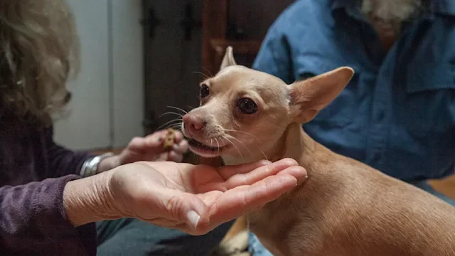 dog: chihuahua eating a treat 1986023038