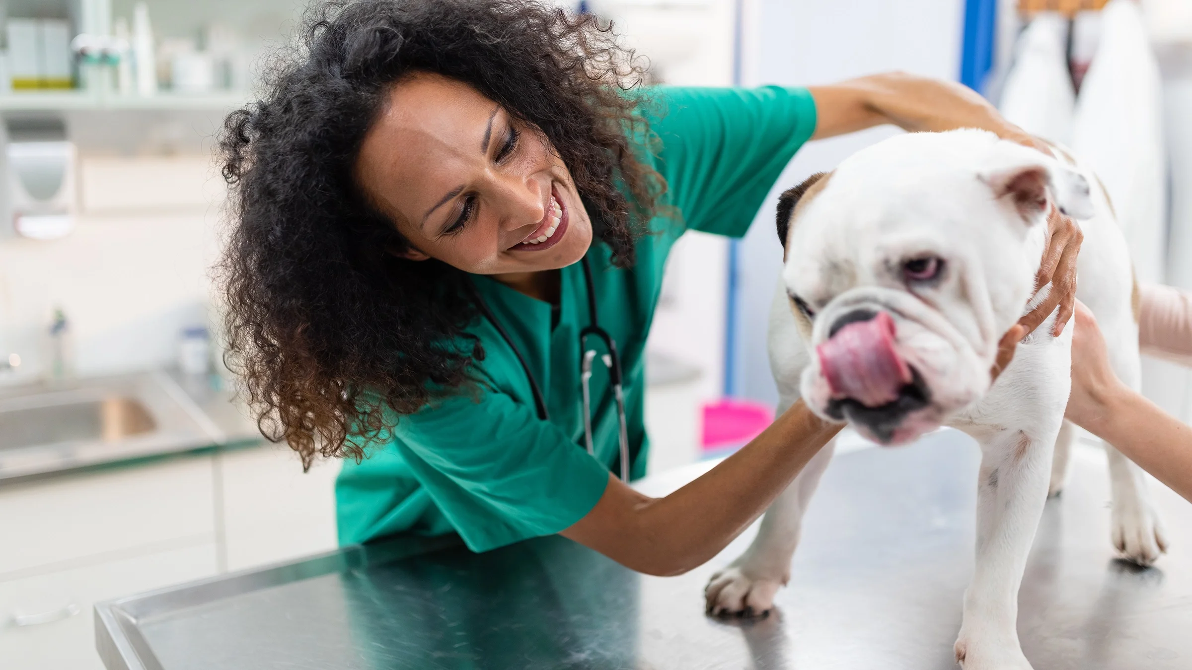 A bulldog has an exam at the vet’s office.