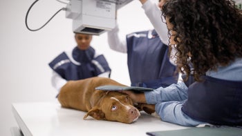 Dog: dog receiving x ray 1401589659