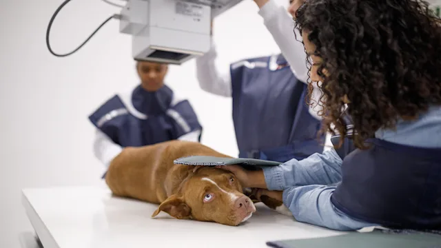 Dog: dog receiving x ray 1401589659