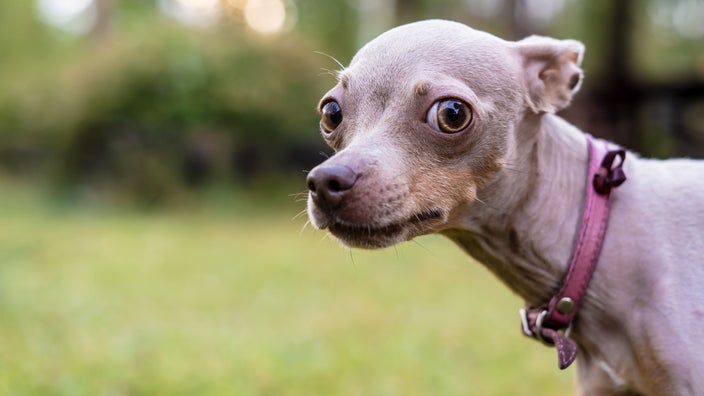 Portrait of dog with suspicious look in front of blurred background