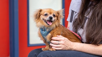 dog: dog panting outside on humans lap Credit-CielitoMVivas 866A2041 2400
