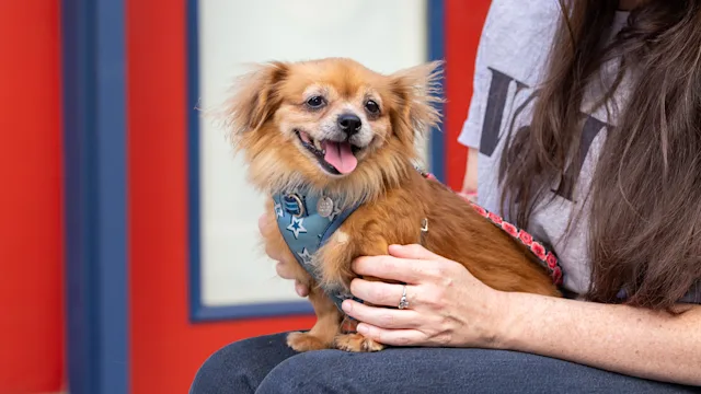 dog: dog panting outside on humans lap Credit-CielitoMVivas 866A2041 2400