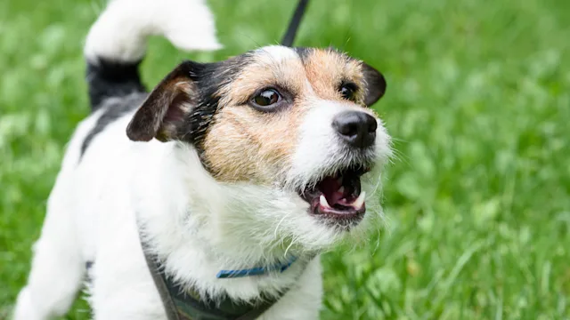 Health: Dog: dog barking aggressive 532030626