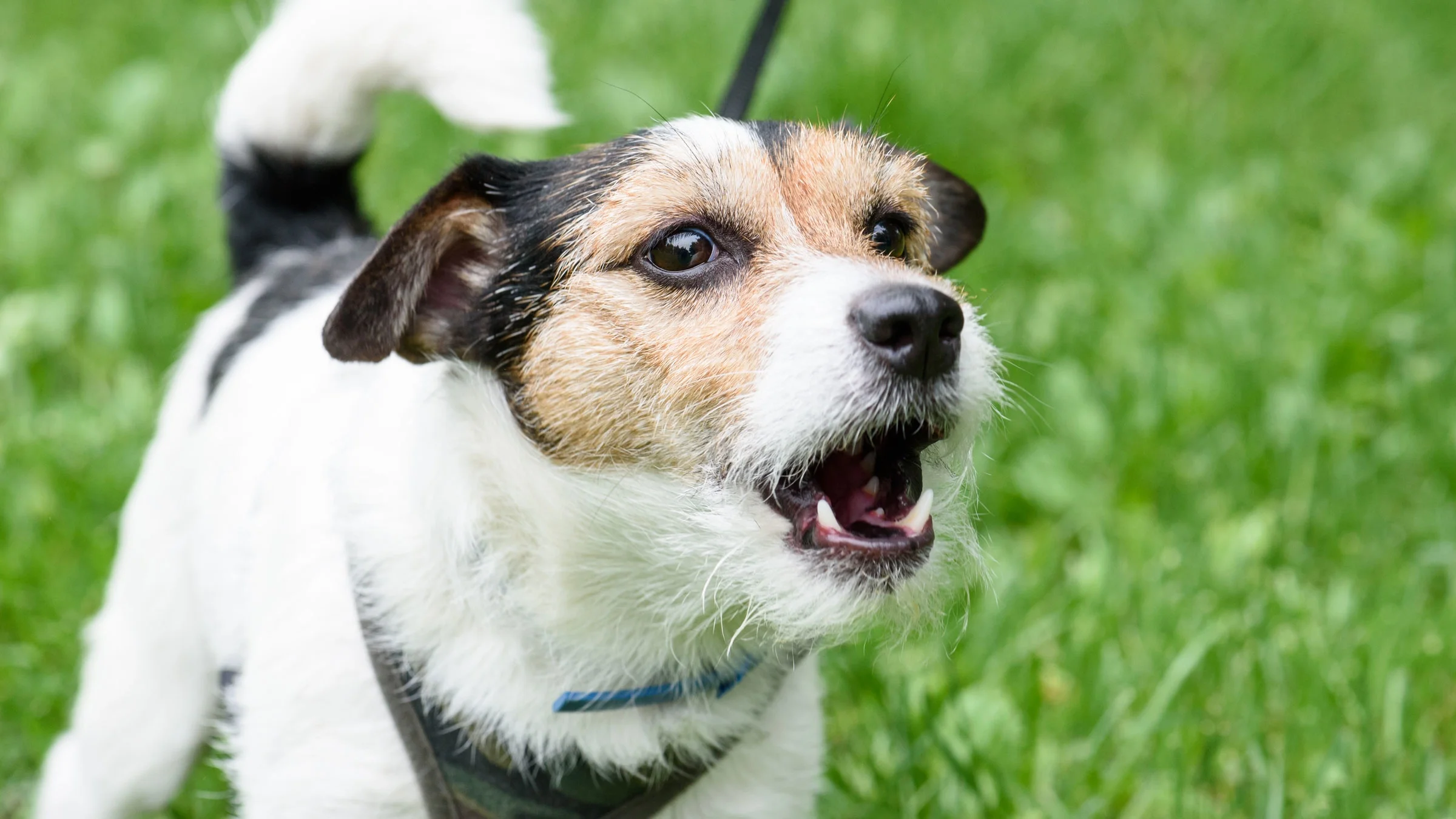 Dog standing in grass and barking.