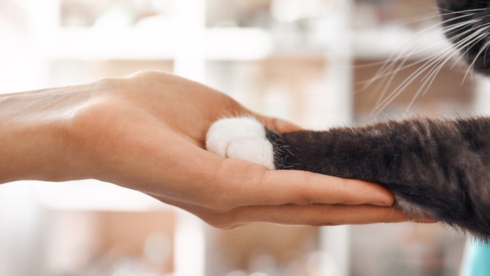 Close-up of a single fluffy gray and white cat paw in a vet's hand.
