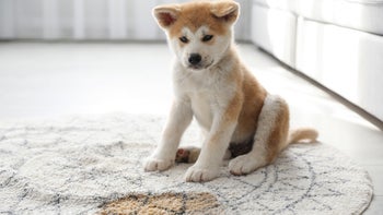 Dog: puppy accident rug 1386919751