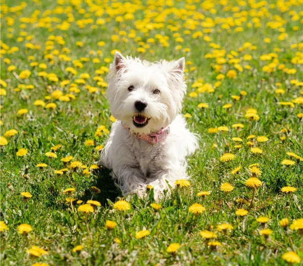 Allergy Eye Drops for Dogs: When and How to Use Them