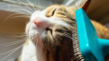 Cat: closeup brushing cat 1305175168