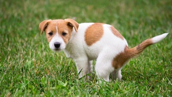Health: Dog: puppy going to bathroom on grass GettyImages 994816678