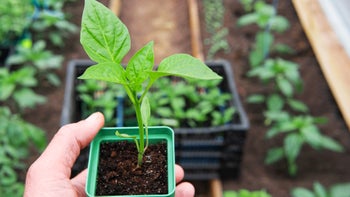 Finance: closeup seedling 1395177873