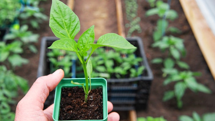 A person holding a vegetable plant seedling is seen in a close-up.