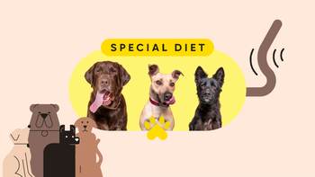 dog: pet care special diet pet featured image