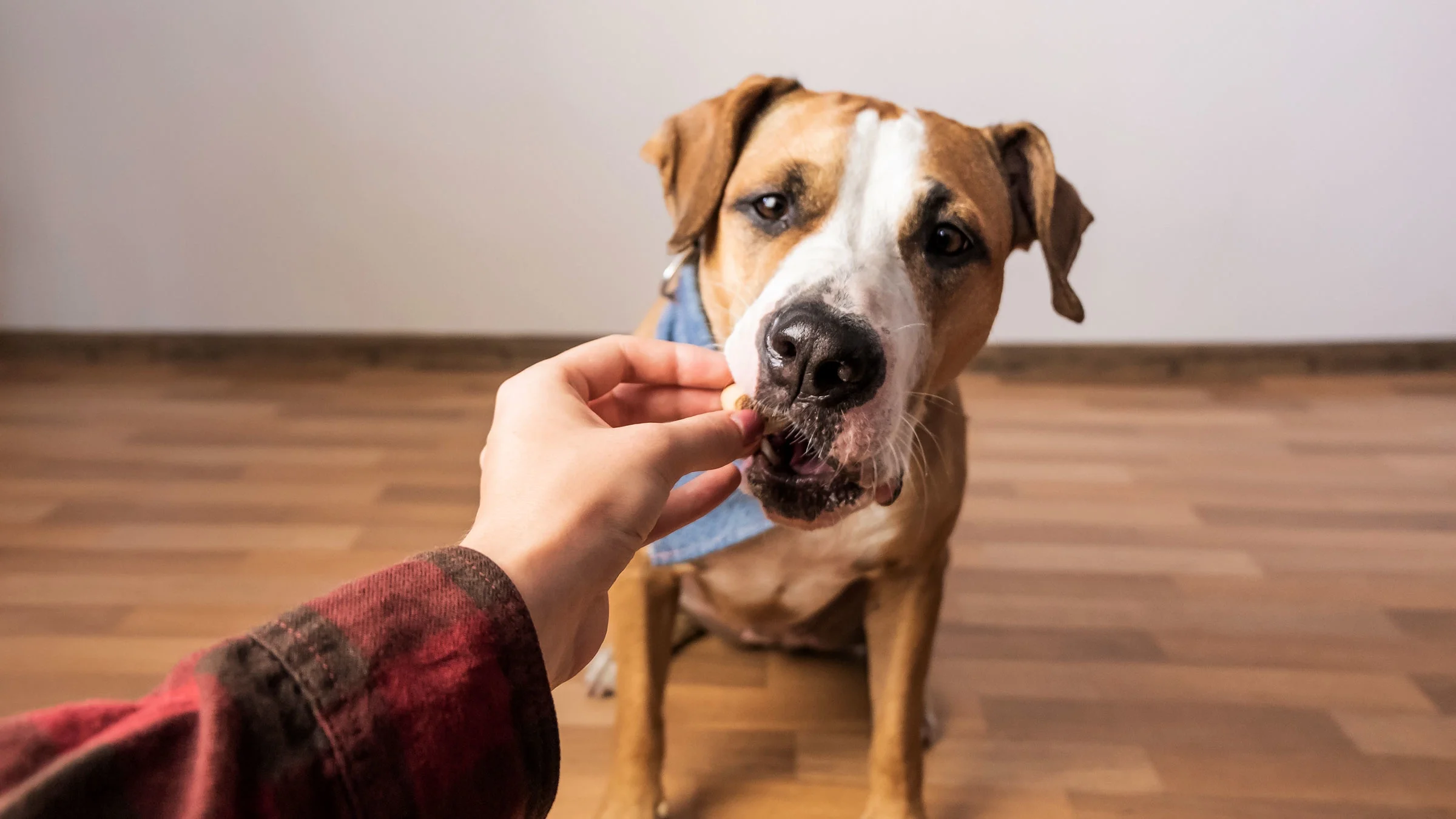 An owner is giving their dog medication inside of a treat.