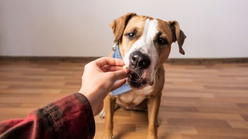 dog: owner giving dog medication inside of treat 1024311064