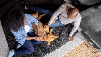 Dog: Furosemide: couple laying with dog 1391517611