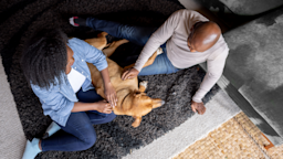 A couple is laying on the carpet with their dog.
Hispanolistic/E+ via Getty Images