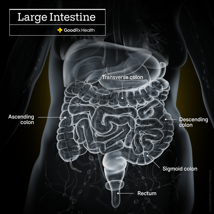 A 3D illustration of the the intestines and rectum highlighting the rectum and the ascending, transverse, descending, and sigmoid colon.
