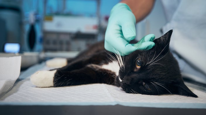 A veterinarian is petting a sick cat at an animal hospital in a close-up.