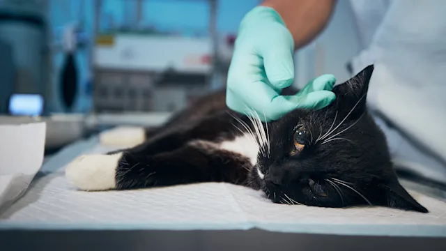cat: closeup cat at vet 1257046273