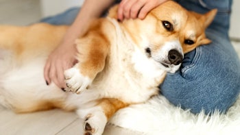 No-change: corgi laying on owners lap 1258607983