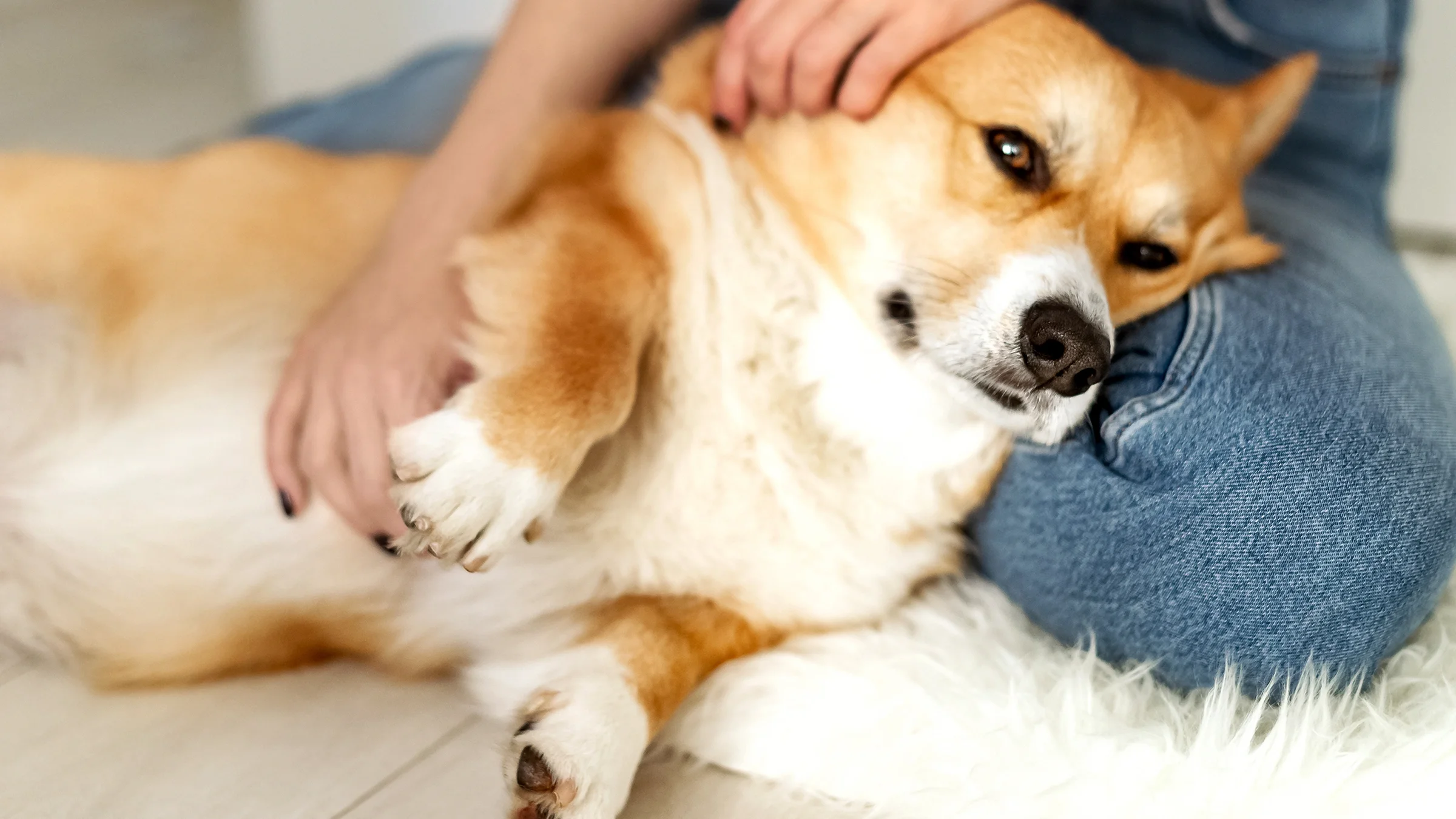 A corgi is laying in its owner’s lap.