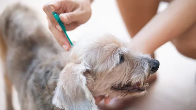 What Are the Best Options to Kill Ticks on Your Dog Quickly?