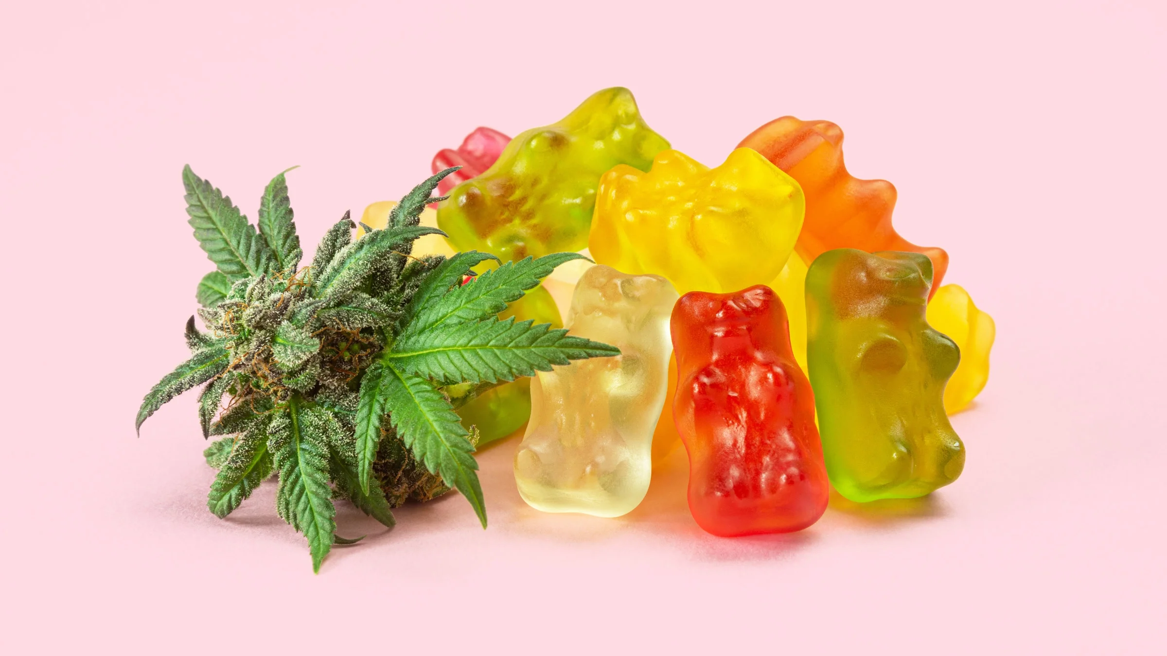 Cannabis next to gummy bears, on a pink background.