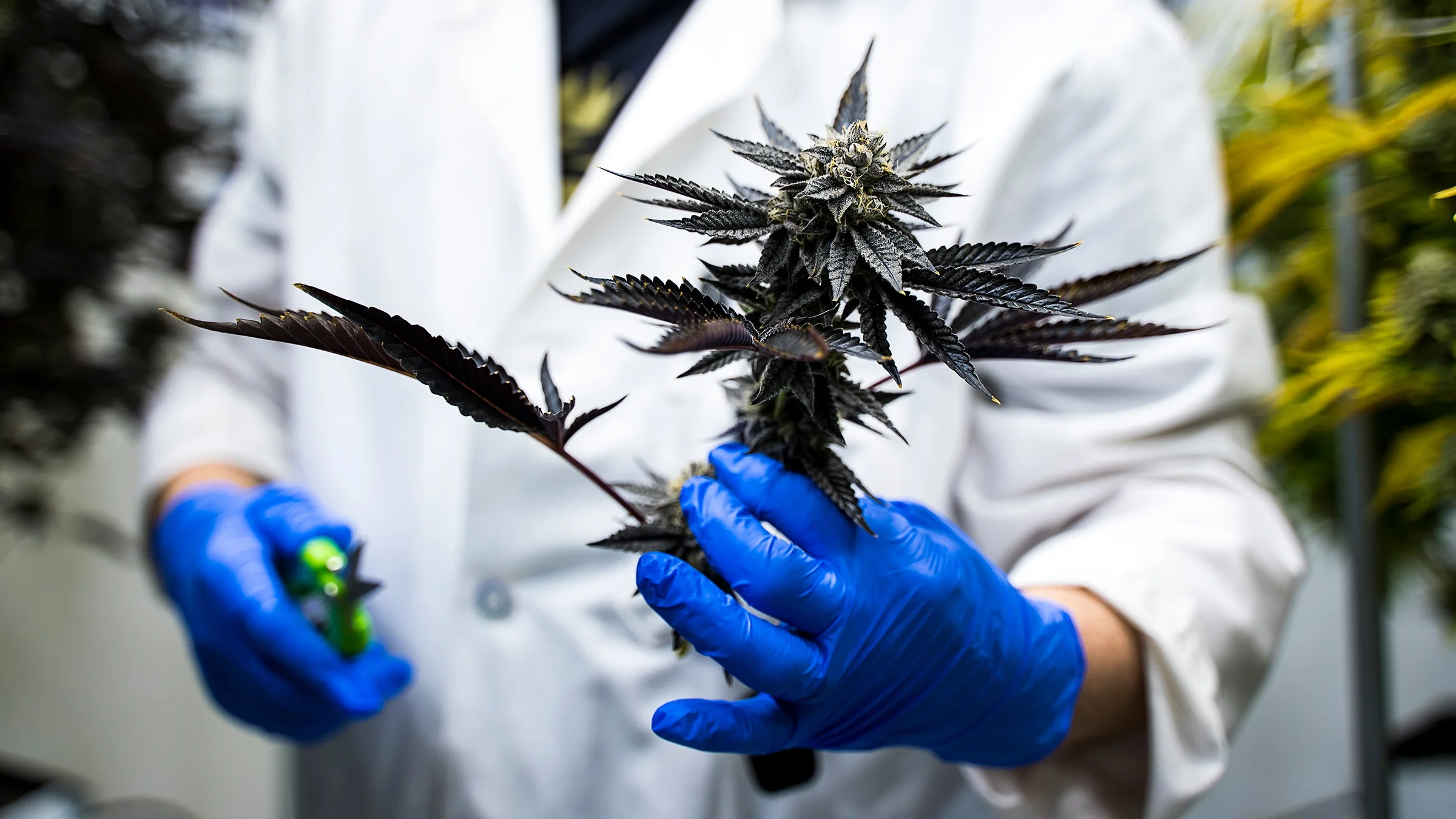 A gloved hand, in close-up, holds a cannabis plant.