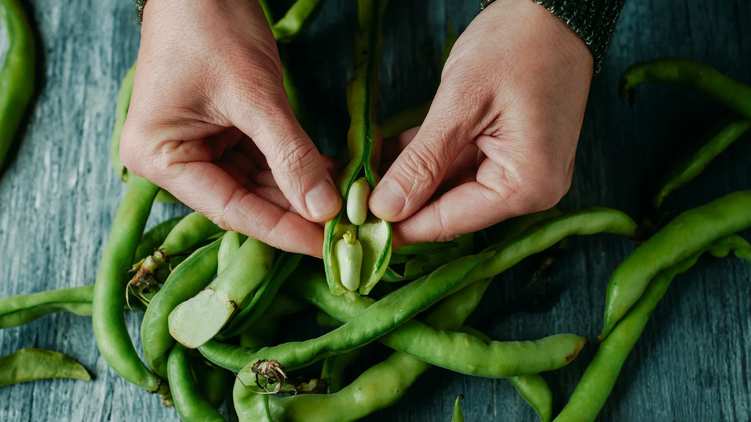 A pod is opened up to reveal beans inside.