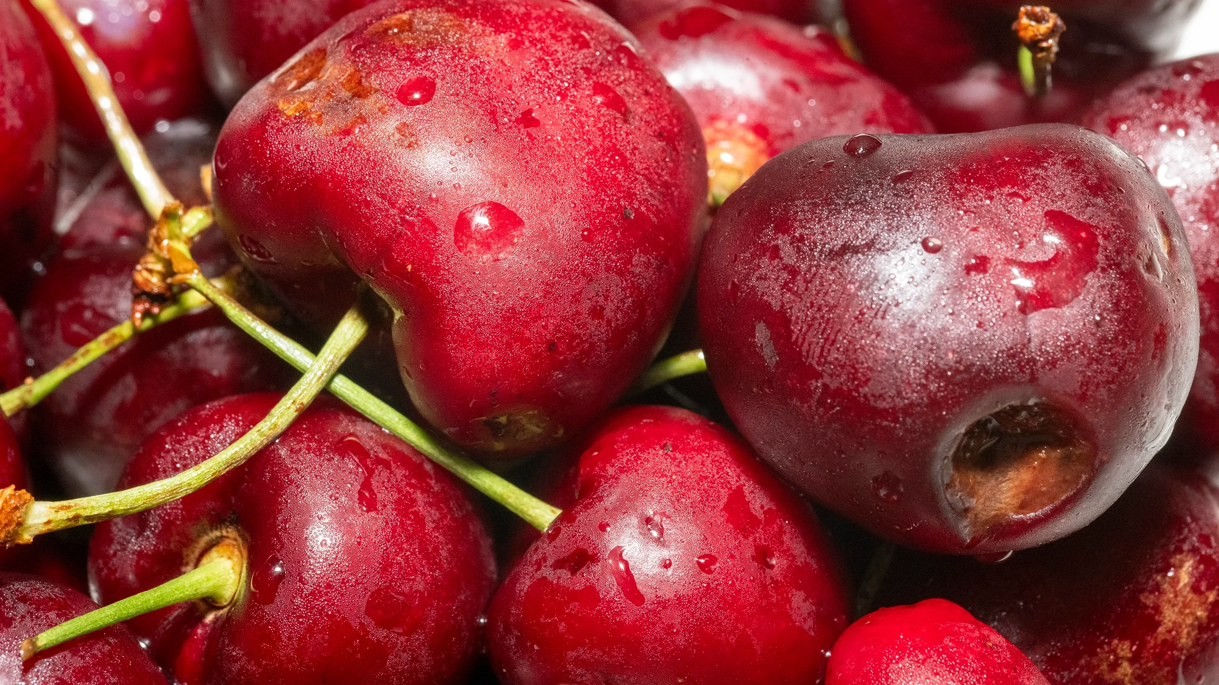 A close-up look at fresh cherries.