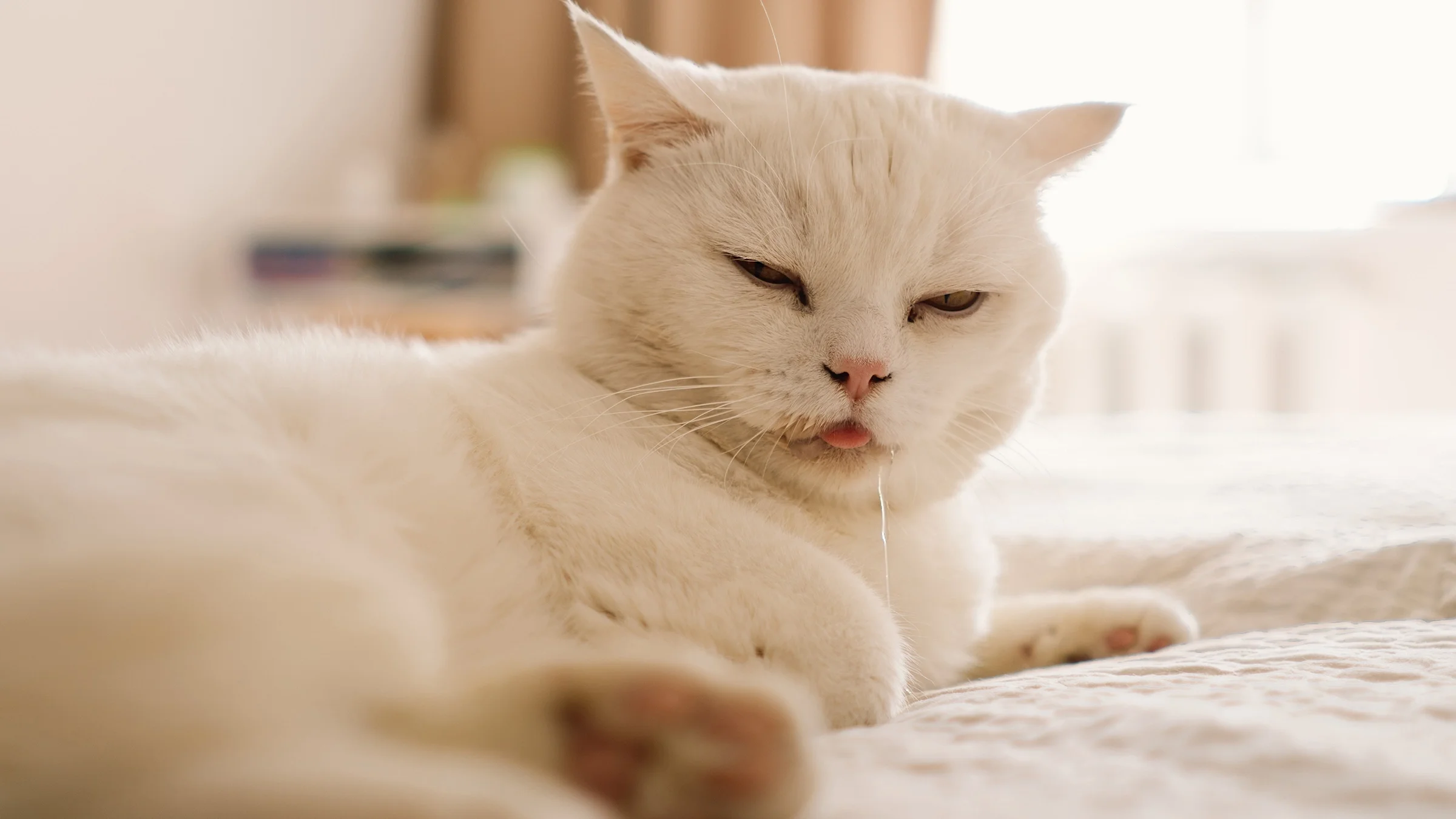 A cat is drooling while lying on a bed.