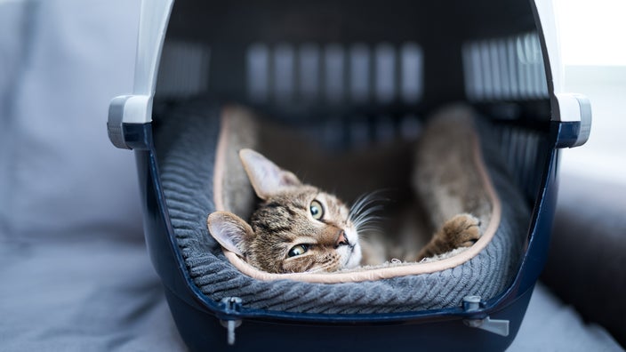 Cat lying in a carrier.