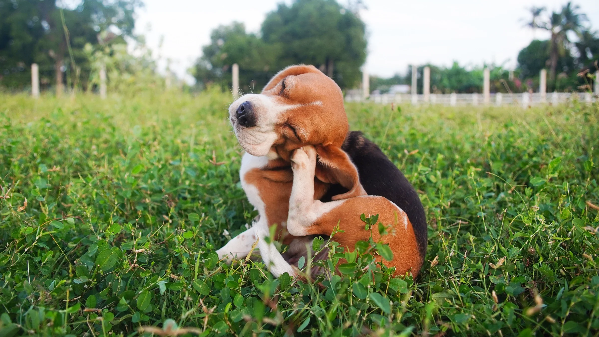 A beagle dog is scratching their ear.