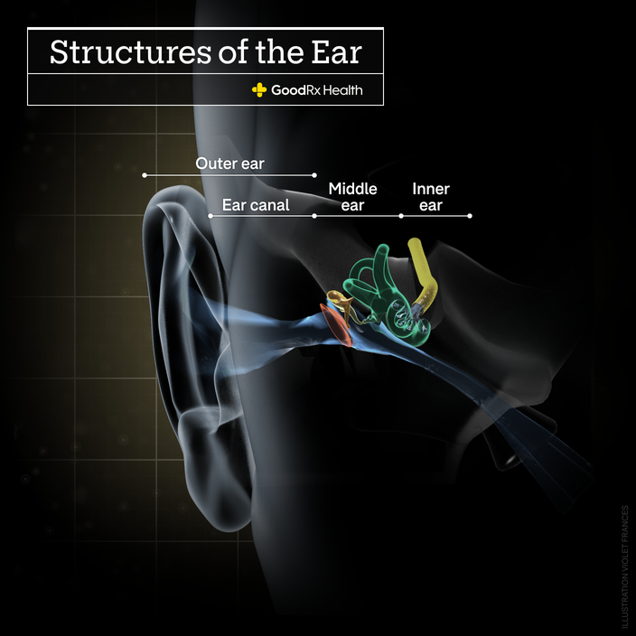 A 3D illustration of the structures of the ear including outer ear, ear canal, middle ear, and inner ear. 