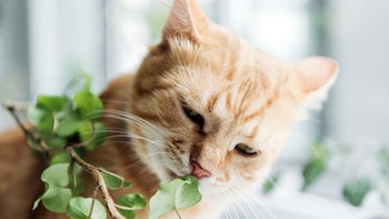 Cat: cat sniffing a houseplant 1032589874