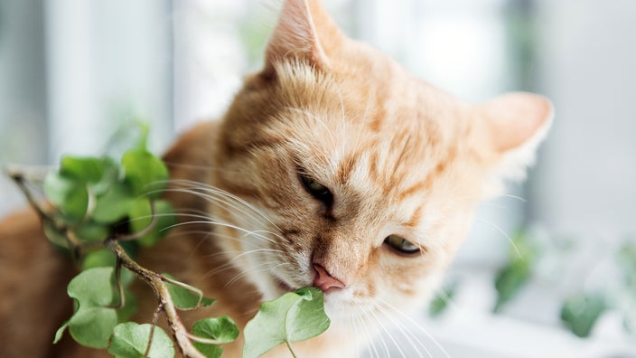 A cat sniffs a houseplant.