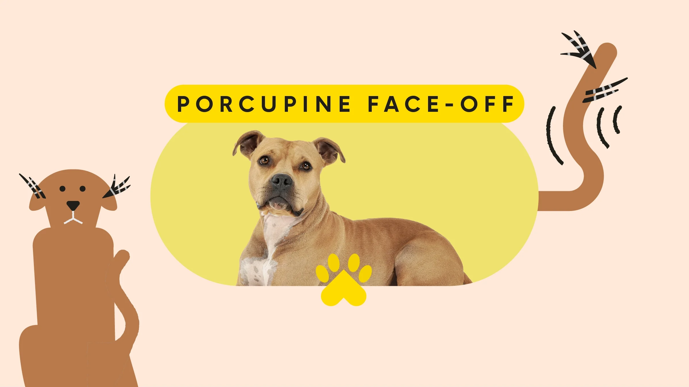 Tan background with oval framed photo of a brown American Staffordshire terrier on a yellow background. The text above reads: “Porcupine Face-Off.” On the left is an illustration of a brown dog sitting. On the right is an illustration of a brown dog tail wagging.