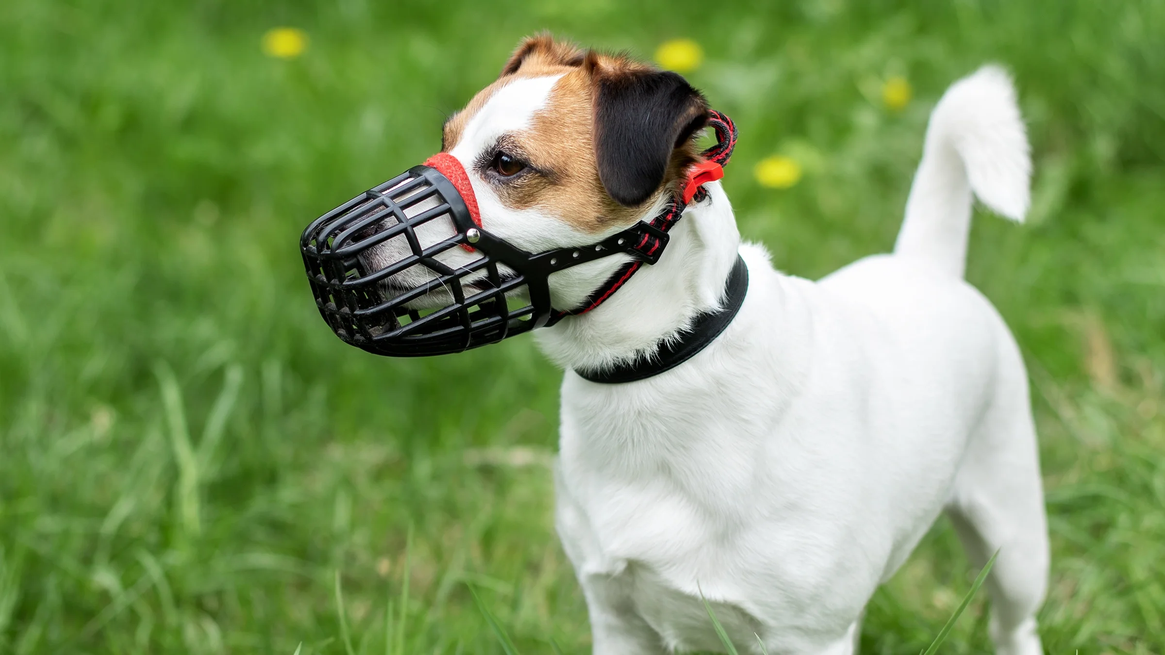 A Jack Russell terrier wears a muzzle while at the park.