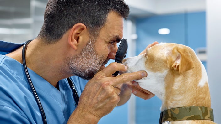 A vet is examining a dog's eye through an ophthalmoscope.