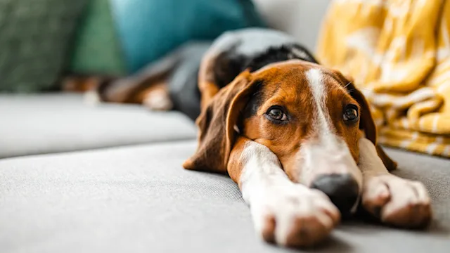 dog: amitriptyline: tired dog on sofa 1241212860