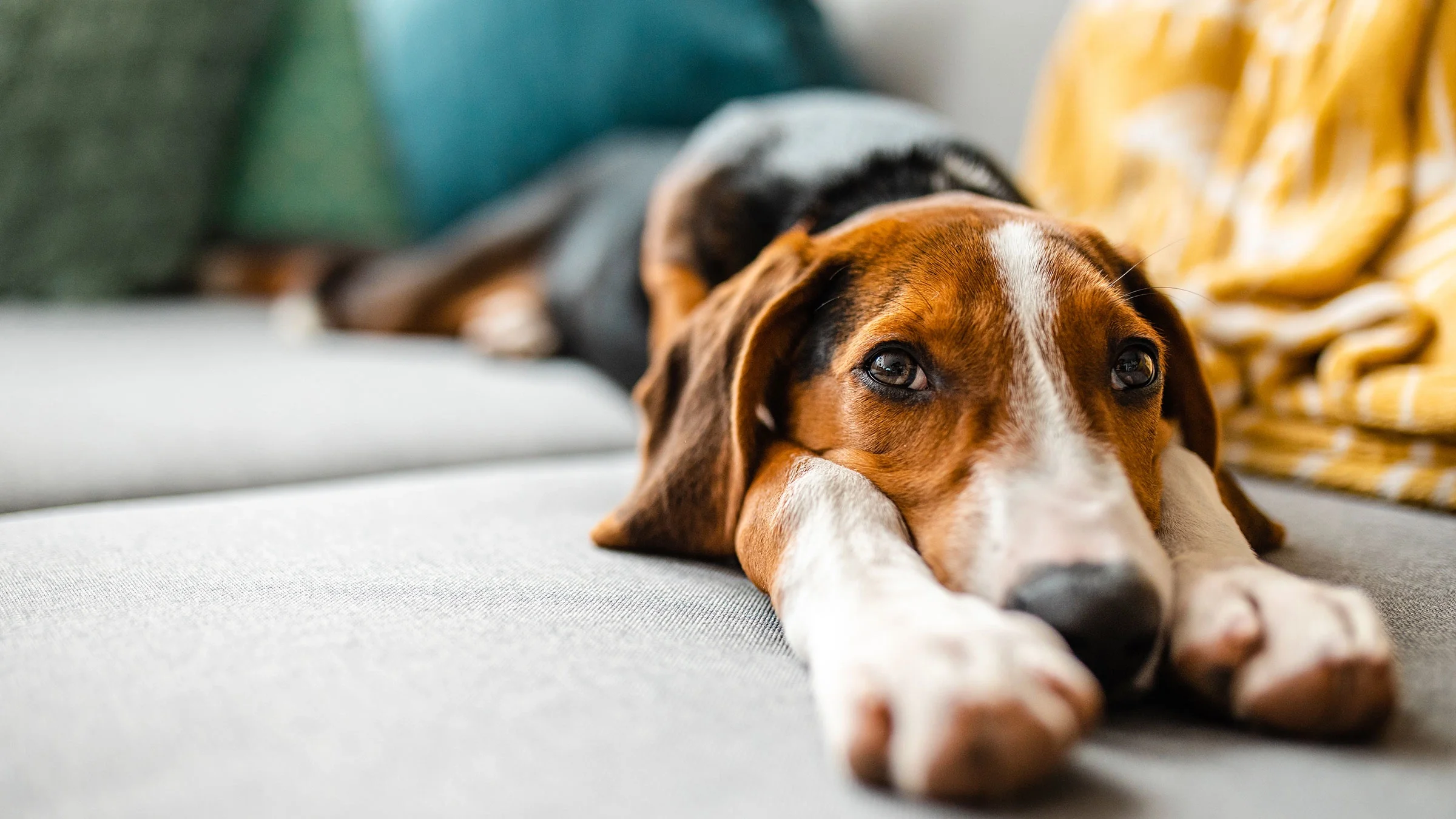 A tired dog lies on the sofa.