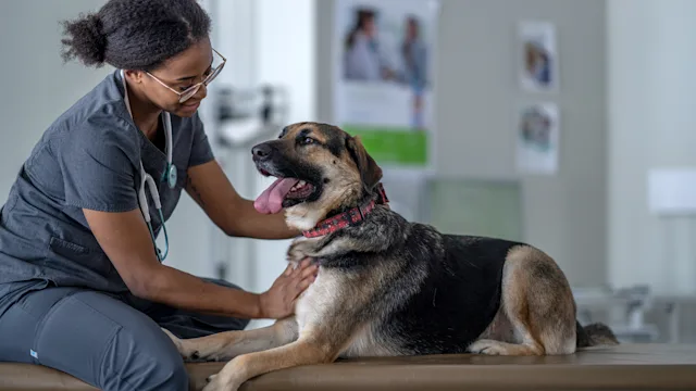 dog: dog at vet 1357774534