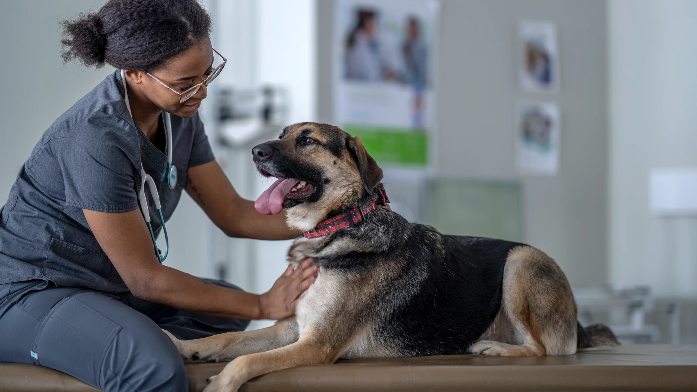 Dog lying down on a veterinarian’s exam table.