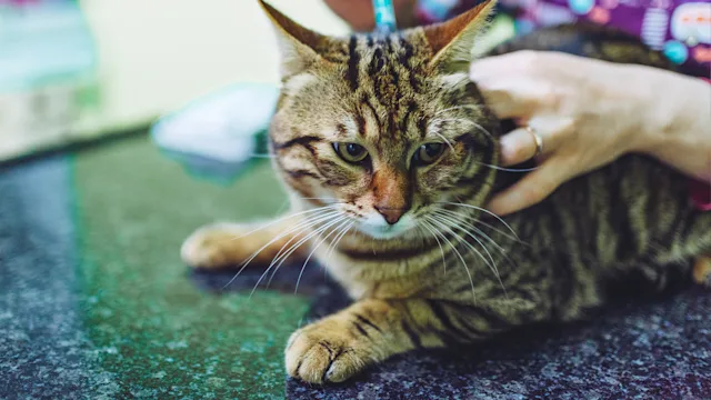 Bravecto for Cats: A Flea Medication to Keep Pests at Bay