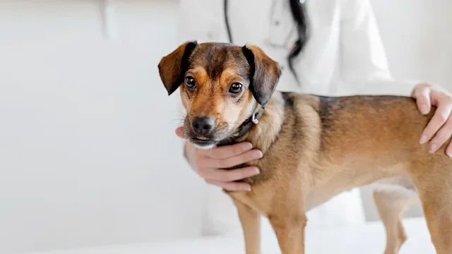 Health: Dog: dog at vet 1207996913