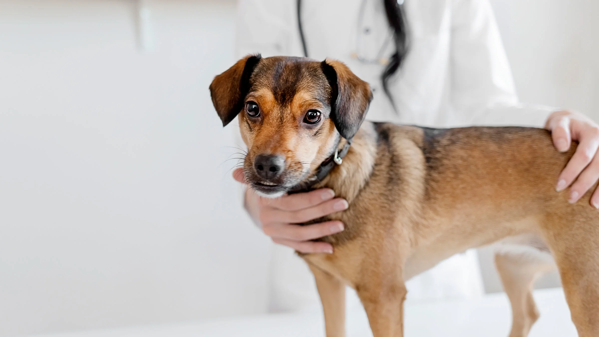Dog standing on an exam table, being held by a vet. 