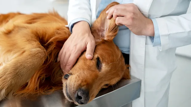 Mometamax for Dogs: A 3-in-1 Medication to Treat Ear Infections