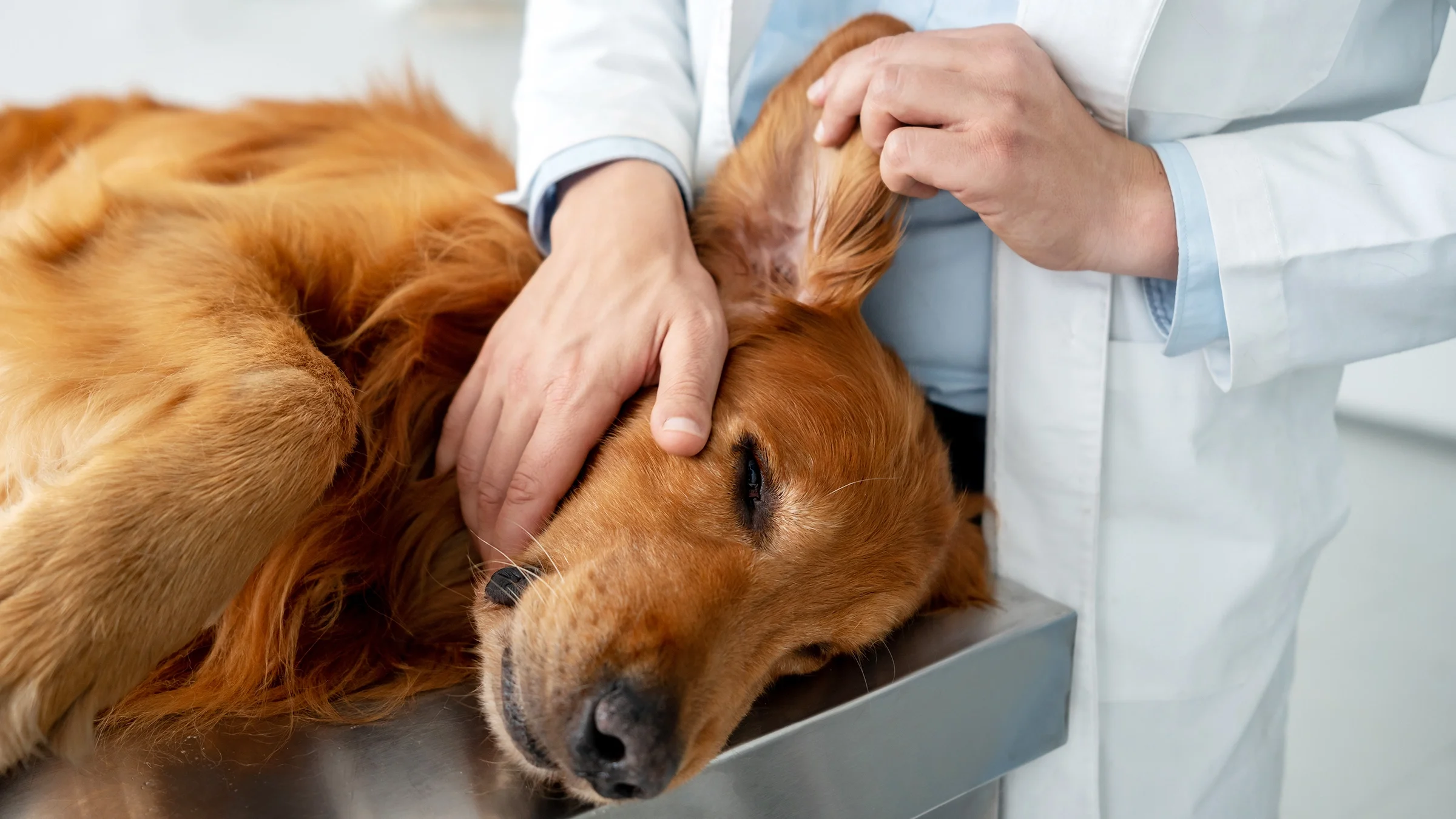 Close-up of a vet examining a dog's ears.